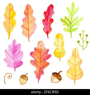 Der Vektor aquarell Eiche Blätter und Eicheln auf einem weißen Hintergrund. Hand gezeichnet botanischen Herbst Design Elemente. Stock Vektor