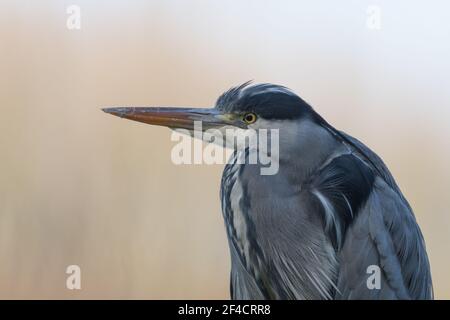 Nahaufnahme eines Graureihers, fotografiert in den Niederlanden. Stockfoto