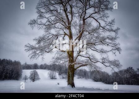 DE - Bayern: Winter in der Nähe von Bad Tölz Stockfoto