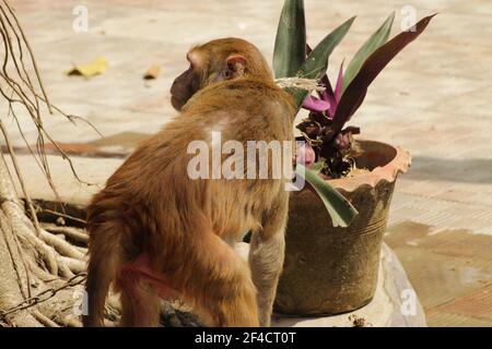 Monkey Photo Capture aus dem Zoo Park. Der Affe bekommt Nahrung auf freiem Platz. Stockfoto