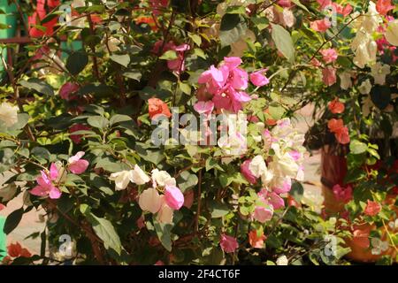 Blume natürliche Foto-Aufnahme aus Garten. Erstaunliche Foto-Aufnahme auf Blume. Stockfoto