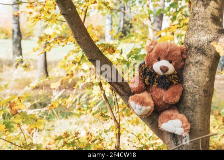 Ein süßer Teddybär in einem flauschigen Schal sitzt Auf einem Baum im Herbstwald Stockfoto