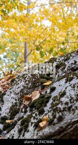 Herbstszene im Zofnass Preserve, New York State. Stockfoto