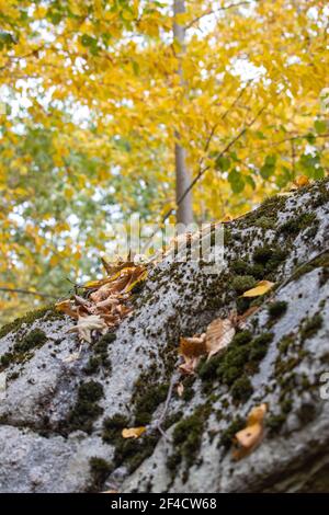 Herbstszene im Zofnass Preserve, New York State. Stockfoto