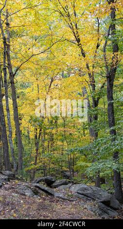 Herbstszene im Zofnass Preserve, New York State. Stockfoto