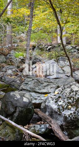 Herbstszene im Zofnass Preserve, New York State. Stockfoto