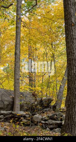 Herbstszene im Zofnass Preserve, New York State. Stockfoto