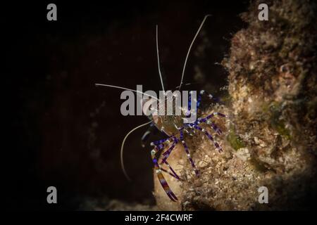 Fleckreiniger Garnelen (Periclimenes yucatanicus) Am Riff vor der karibischen Insel St. Martin Stockfoto