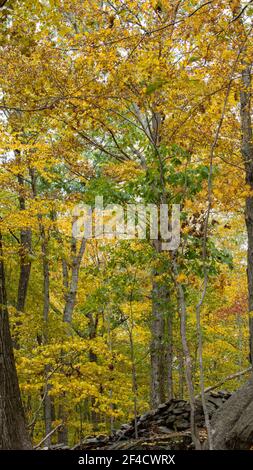 Herbstszene im Zofnass Preserve, New York State. Stockfoto