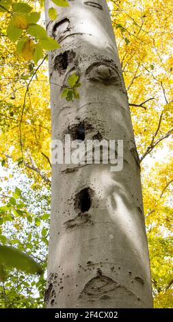 Herbstszene im Zofnass Preserve, New York State. Stockfoto