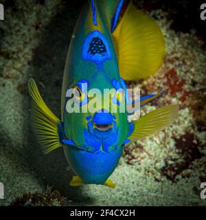 Königin Angelfisch (Holacanthus ciliaris) Am Riff vor der karibischen Insel St. Martin Stockfoto