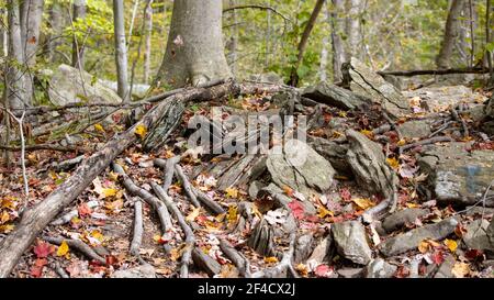 Herbstszene im Zofnass Preserve, New York State. Stockfoto