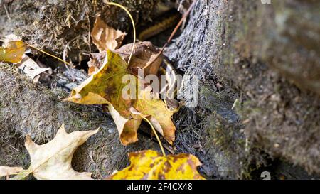 Kleine Schlange in den Blättern Stockfoto