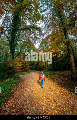 Ein sonnenbeschienenen Pfad durch den Herbstwald bei Symonds Yat im Forest of Dean, Herefordshire, England Stockfoto