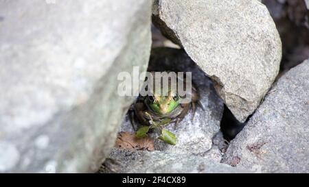 Frosch, der sich unter einem Felsen versteckt Stockfoto