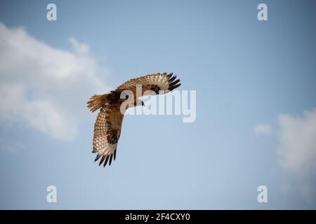 Peking, China. März 2021, 20th. Ein Buteo fliegt, nachdem er in Peking, der Hauptstadt Chinas, am 20. März 2021 freigelassen wurde. Zwei Buteos wurden in der Nähe des Yeya Lake Wetland Park im Bezirk Yanqing in Peking nach drei Monaten der Genesung im ifaw Beijing Raptor Rescue Center freigelassen.INSGESAMT wurden von 2001 bis Ende 2020 5.386 Greifvögel von der Rettungszentrale gerettet. Mehr als die Hälfte von ihnen wurde in die Wildnis entlassen. Quelle: Chen Zhonghao/Xinhua/Alamy Live News Stockfoto