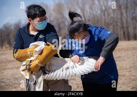 Peking, China. März 2021, 20th. Dai Chang (R) und Zhou Lei, Mitarbeiter des ifaw Beijing Raptor Rescue Center, überprüfen einen Buteo, bevor sie ihn in Peking, der Hauptstadt Chinas, freilassen, 20. März 2021. Zwei Buteos wurden in der Nähe des Yeya Lake Wetland Park im Bezirk Yanqing in Peking nach drei Monaten der Genesung im ifaw Beijing Raptor Rescue Center freigelassen.INSGESAMT wurden von 2001 bis Ende 2020 5.386 Greifvögel von der Rettungszentrale gerettet. Mehr als die Hälfte von ihnen wurde in die Wildnis entlassen. Quelle: Chen Zhonghao/Xinhua/Alamy Live News Stockfoto