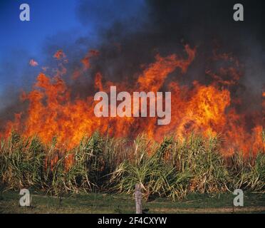 Australien. Queensland. Burdekin. Landwirtschaft. Brennendes Zuckerrohr. Stockfoto