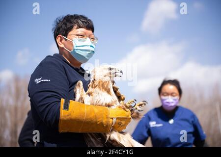 Peking, China. März 2021, 20th. Zhou Lei (L), ein Mitarbeiter des ifaw Beijing Raptor Rescue Center, bereitet sich auf die Freilassung eines Buteo in Peking, der Hauptstadt Chinas, vor, 20. März 2021. Zwei Buteos wurden in der Nähe des Yeya Lake Wetland Park im Bezirk Yanqing in Peking nach drei Monaten der Genesung im ifaw Beijing Raptor Rescue Center freigelassen.INSGESAMT wurden von 2001 bis Ende 2020 5.386 Greifvögel von der Rettungszentrale gerettet. Mehr als die Hälfte von ihnen wurde in die Wildnis entlassen. Quelle: Chen Zhonghao/Xinhua/Alamy Live News Stockfoto