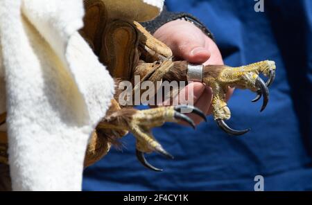 Peking, China. März 2021, 20th. Das am 20. März 2021 aufgenommene Foto zeigt die Vogelperspektive eines Buteo vor seiner Freilassung in Peking, der Hauptstadt Chinas. Zwei Buteos wurden in der Nähe des Yeya Lake Wetland Park im Bezirk Yanqing in Peking nach drei Monaten der Genesung im ifaw Beijing Raptor Rescue Center freigelassen.INSGESAMT wurden von 2001 bis Ende 2020 5.386 Greifvögel von der Rettungszentrale gerettet. Mehr als die Hälfte von ihnen wurde in die Wildnis entlassen. Quelle: Chen Zhonghao/Xinhua/Alamy Live News Stockfoto