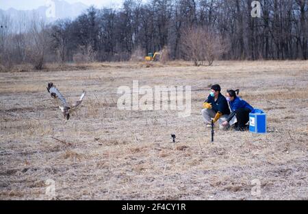 Peking, China. März 2021, 20th. Dai Chang (R) und Zhou Lei, Mitarbeiter des ifaw Beijing Raptor Rescue Center, entlassen einen Buteo in Peking, der Hauptstadt Chinas, 20. März 2021. Zwei Buteos wurden in der Nähe des Yeya Lake Wetland Park im Bezirk Yanqing in Peking nach drei Monaten der Genesung im ifaw Beijing Raptor Rescue Center freigelassen.INSGESAMT wurden von 2001 bis Ende 2020 5.386 Greifvögel von der Rettungszentrale gerettet. Mehr als die Hälfte von ihnen wurde in die Wildnis entlassen. Quelle: Chen Zhonghao/Xinhua/Alamy Live News Stockfoto