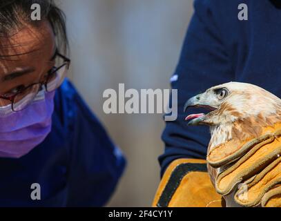 Peking, China. März 2021, 20th. Dai Chang, ein Mitarbeiter des ifaw Beijing Raptor Rescue Center, überprüft einen Buteo, bevor er ihn in Peking, der Hauptstadt von China, am 20. März 2021 freilässt. Zwei Buteos wurden in der Nähe des Yeya Lake Wetland Park im Bezirk Yanqing in Peking nach drei Monaten der Genesung im ifaw Beijing Raptor Rescue Center freigelassen.INSGESAMT wurden von 2001 bis Ende 2020 5.386 Greifvögel von der Rettungszentrale gerettet. Mehr als die Hälfte von ihnen wurde in die Wildnis entlassen. Quelle: Li Jing/Xinhua/Alamy Live News Stockfoto