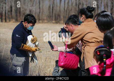 Peking, China. März 2021, 20th. Bürger Zhu Haidong (2nd l) fotografiert die Vogelperspektive eines Buteo bei einer Freisetzungsveranstaltung in Peking, der Hauptstadt Chinas, am 20. März 2021. Zwei Buteos wurden in der Nähe des Yeya Lake Wetland Park im Bezirk Yanqing in Peking nach drei Monaten der Genesung im ifaw Beijing Raptor Rescue Center freigelassen.INSGESAMT wurden von 2001 bis Ende 2020 5.386 Greifvögel von der Rettungszentrale gerettet. Mehr als die Hälfte von ihnen wurde in die Wildnis entlassen. Quelle: Li Jing/Xinhua/Alamy Live News Stockfoto