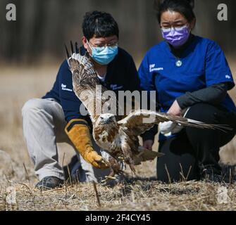 Peking, China. März 2021, 20th. Dai Chang (R) und Zhou Lei, Mitarbeiter des ifaw Beijing Raptor Rescue Center, entlassen einen Buteo in Peking, der Hauptstadt Chinas, 20. März 2021. Zwei Buteos wurden in der Nähe des Yeya Lake Wetland Park im Bezirk Yanqing in Peking nach drei Monaten der Genesung im ifaw Beijing Raptor Rescue Center freigelassen.INSGESAMT wurden von 2001 bis Ende 2020 5.386 Greifvögel von der Rettungszentrale gerettet. Mehr als die Hälfte von ihnen wurde in die Wildnis entlassen. Quelle: Li Jing/Xinhua/Alamy Live News Stockfoto