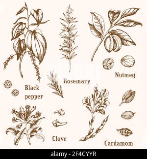 Set von Vintage Vektor Hand gezeichnet Gewürze und Kräuter. Stock Vektor