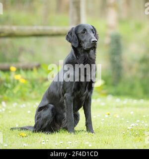 Flat coated Retriever Hund Stockfoto