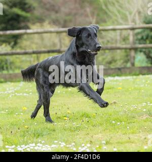 Flat Coated Retriever Stockfoto