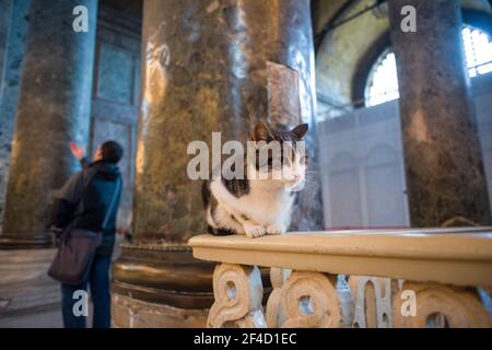 Straßenkatzen sind in Istanbul, Türkei, allgegenwärtig. Hier ist eine Katze im Hagia Sophia Dome Stockfoto