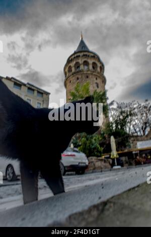 Straßenkatzen sind in Istanbul, Türkei, allgegenwärtig. Hier ging eine Katze in den Rahmen mit dem alten Galata Turm. Der Turm ist eine der berühmten Sehenswürdigkeiten von Istanbul Stockfoto