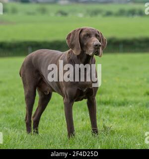 Deutscher Kurzhaariger Vorstehhund Stockfoto