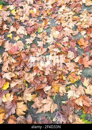 Fallende Blätter im Herbst Stockfoto