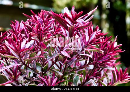 Hebe 'Magic Summer' Stockfoto