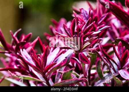 Hebe 'Magic Summer' Stockfoto