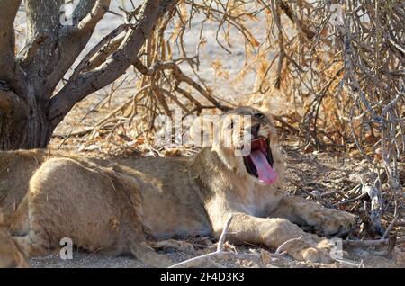 Junger Löwenkub, im Busch liegend und mit weit geöffnetem Mund gähnend Stockfoto