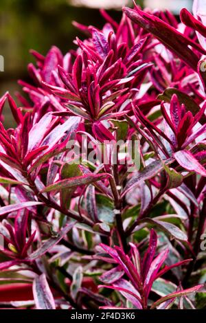 Hebe 'Magic Summer' Stockfoto