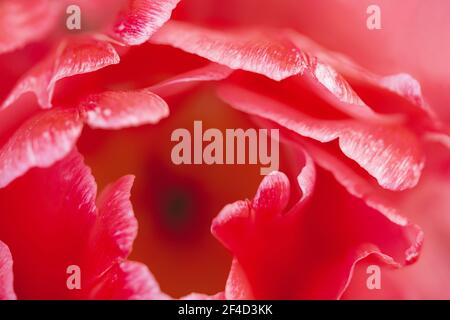 Rot-weiße Doppeltulip in Blüte, Blütenblätter extreme Nahaufnahme, Vollformat. Blumenhintergrund, Kunst, abstrakt Stockfoto