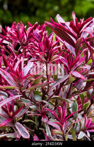 Hebe 'Magic Summer' Stockfoto