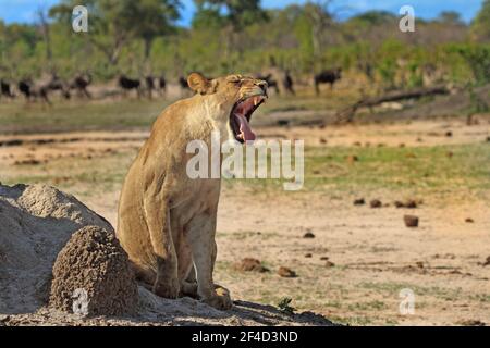 Löwin auf der African Plains mit offenem Mund gähnend, vor einem Spiel gefüllt Hintergrund Stockfoto