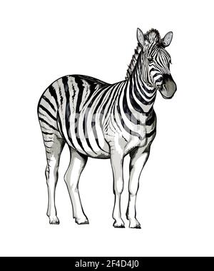 Zebra aus einem Spritzer Aquarell, farbige Zeichnung, realistisch. Vektordarstellung von Farben Stock Vektor