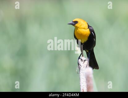 Ein männlicher Gelbkopf-Amsel, der auf einem Rohrschwanz thront. Stockfoto