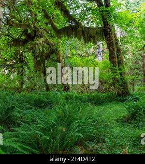 Landschaft des gemäßigten Regenwaldes auf der Olympic Peninsula. Stockfoto