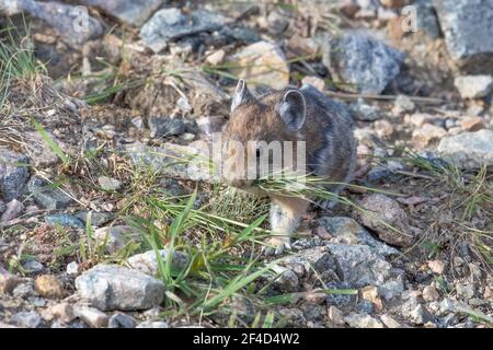 Pika zwischen den Felsen entlang des Beartooth Highway in Montana Stockfoto