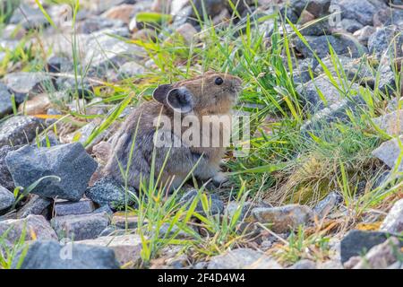 Pika zwischen den Felsen entlang des Beartooth Highway in Montana Stockfoto