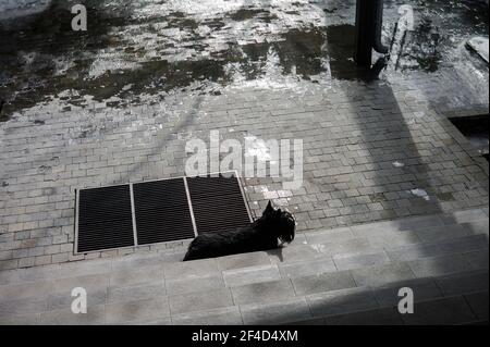 Ein Regenwasserrost auf der Terrasse und ein Hund dahinter, Außenaufnahme Stockfoto