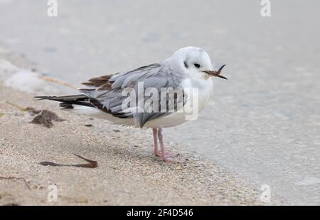 Eine Bonaparte-Möwe mit einem gebrochenen Schnabel, der am Rand des Wassers steht. Stockfoto