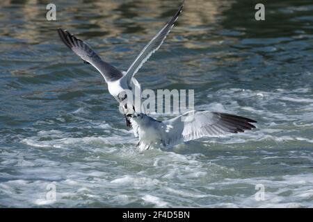 Zwei lachende Möwen kämpfen um Nahrung. Stockfoto